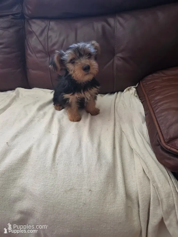 Baby Lulu – Yorkshire Terrier puppy for sale in Homestead, FL