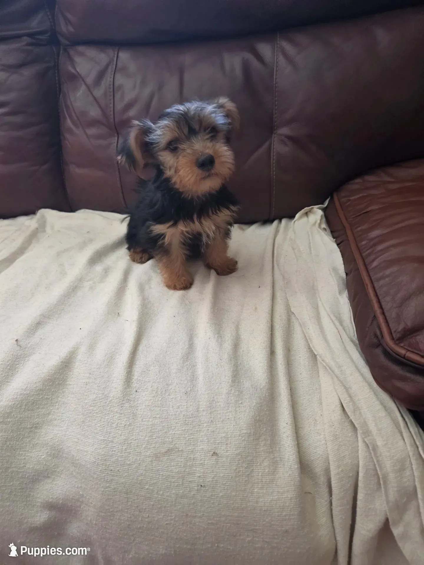 Baby Lulu, a female Yorkshire Terrier for sale in Homestead, FL – 1 of 5