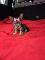 Baby G, a female Yorkshire Terrier for sale in Homestead, FL – 2 of 10