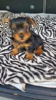 Baby T , a female Yorkshire Terrier for sale in Homestead, FL – 10 of 10