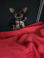Baby G, a female Yorkshire Terrier for sale in Homestead, FL – 2 of 3
