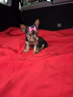 Baby Lulu, a female Yorkshire Terrier for sale in Homestead, FL – 6 of 9