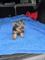 Baby TB, a male Yorkshire Terrier for sale in Homestead, FL – 2 of 8