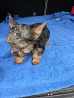 Baby TB, a male Yorkshire Terrier for sale in Homestead, FL – 5 of 8