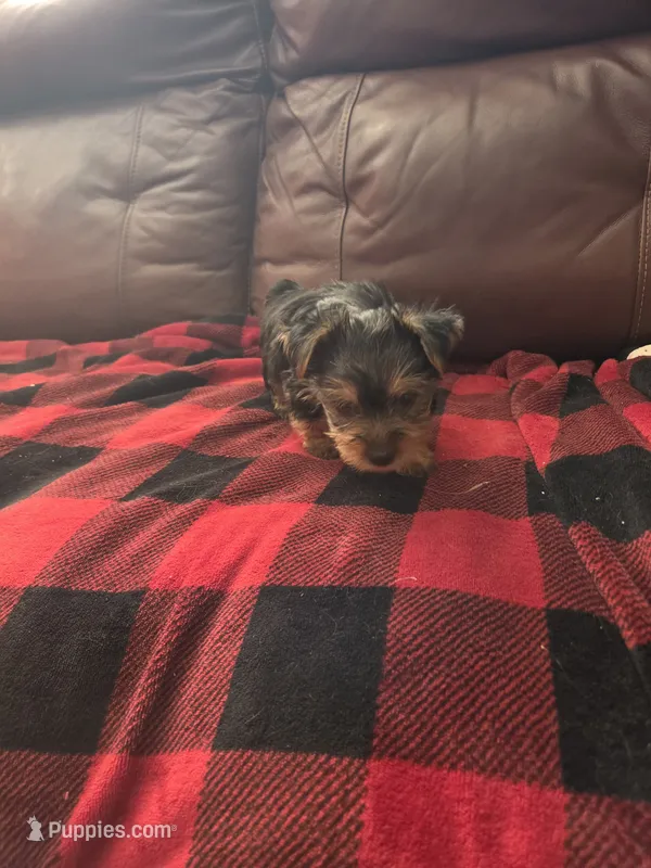 Baby Sally – Yorkshire Terrier puppy for sale in Homestead, FL