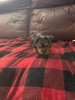 Baby Sally, a female Yorkshire Terrier for sale in Homestead, FL – 1 of 7