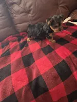 Baby Sally, a female Yorkshire Terrier for sale in Homestead, FL – 6 of 7