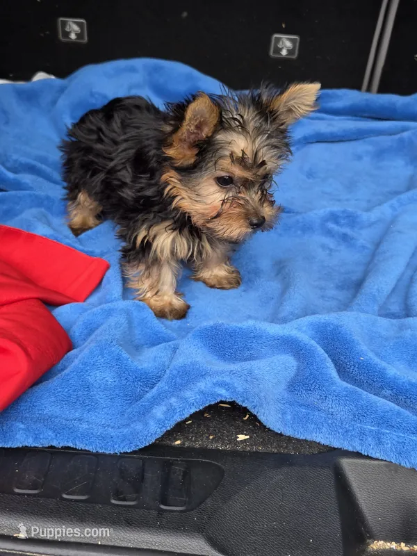 Baby B – Yorkshire Terrier puppy for sale in Homestead, FL
