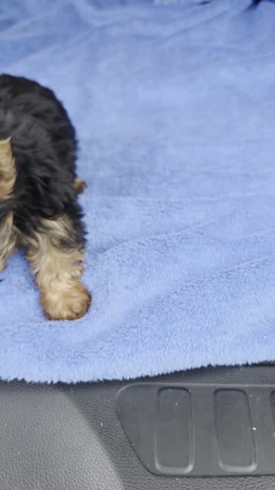 Baby TB, a male Yorkshire Terrier for sale in Homestead, FL – 8 of 8