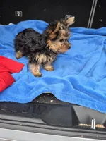 Baby B, a male Yorkshire Terrier for sale in Homestead, FL – 8 of 10