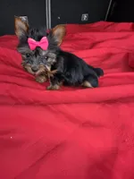 Baby mini, a female Yorkshire Terrier for sale in Homestead, FL – 2 of 4