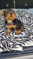 Baby T , a female Yorkshire Terrier for sale in Homestead, FL – 6 of 10