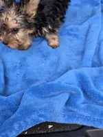 Baby B, a male Yorkshire Terrier for sale in Homestead, FL – 6 of 10