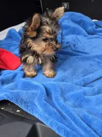 Baby B, a male Yorkshire Terrier for sale in Homestead, FL – 2 of 10