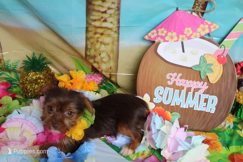 Brownie – Yorkshire Terrier puppy for sale in Grafton, WV