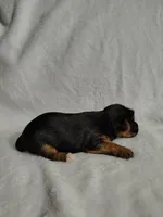 Poppy, a female Yorkshire Terrier for sale in Grafton, WV – 7 of 9