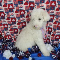 Male 1, a male Sheepadoodle for sale in Grafton, WV – Photo 6 of 6