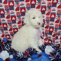 Male 1, a male Sheepadoodle for sale in Grafton, WV – Photo 5 of 6