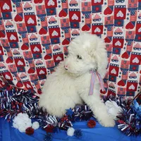 Male 1, a male Sheepadoodle for sale in Grafton, WV – Photo 4 of 6