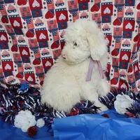 Male 1, a male Sheepadoodle for sale in Grafton, WV – Photo 2 of 6
