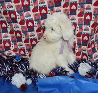 processed/1dfecdfb-5c31-4382-9429-986cb0c46114/listing/508cb0ed-23c5-4173-8640-9ed38aee9d5b/a8267b03-a8dd-4045-b0fc-f6627cb6342c