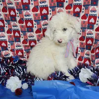 Male 1, a male Sheepadoodle for sale in Grafton, WV – Photo 1 of 6