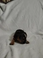 Poppy, a female Yorkshire Terrier for sale in Grafton, WV – 8 of 9