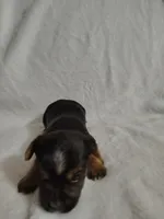 Poppy, a female Yorkshire Terrier for sale in Grafton, WV – 9 of 9