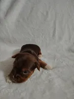 Brownie, a female Yorkshire Terrier for sale in Grafton, WV – 3 of 6