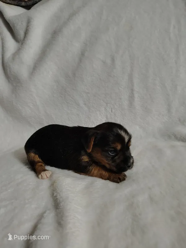 Poppy, a female Yorkshire Terrier for sale in Grafton, WV – 1 of 9