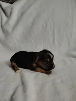Poppy, a female Yorkshire Terrier for sale in Grafton, WV – 1 of 9