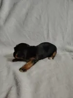 Poppy, a female Yorkshire Terrier for sale in Grafton, WV – 2 of 9