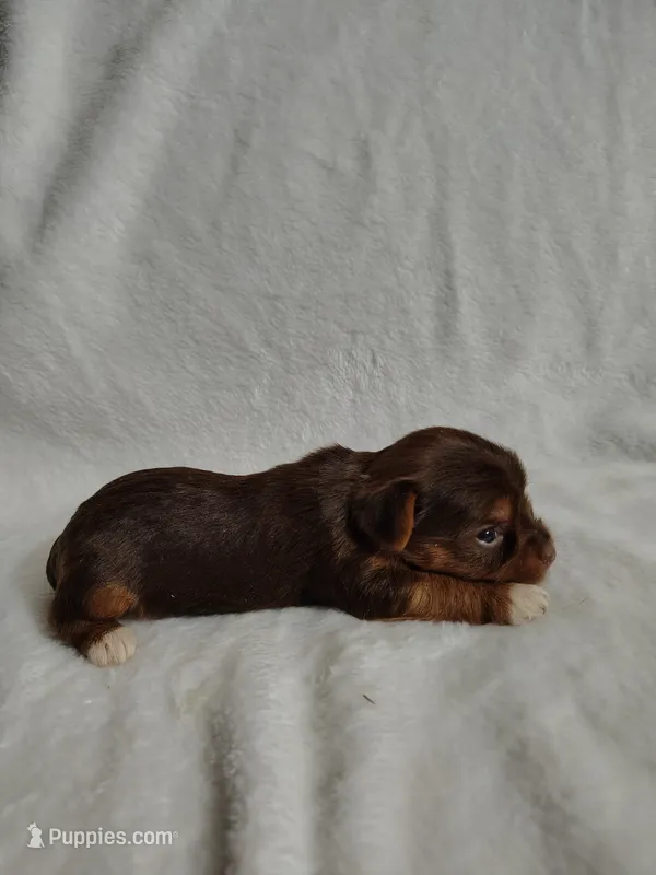 Brownie – Yorkshire Terrier puppy for sale in Grafton, WV