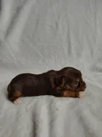 Brownie, a female Yorkshire Terrier for sale in Grafton, WV – 1 of 6
