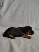 Poppy, a female Yorkshire Terrier for sale in Grafton, WV – 3 of 9