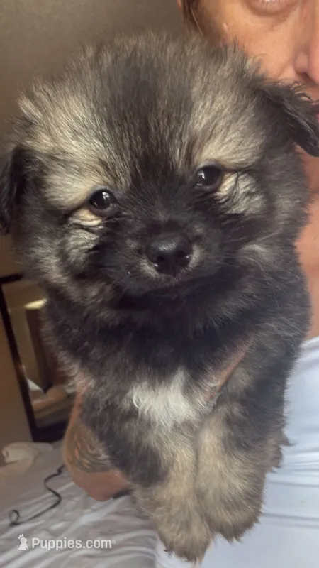 Sasha – Pomsky puppy for sale in Warren, MI