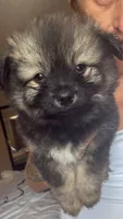 Sasha, a male Pomsky for sale in Warren, MI – 1 of 2