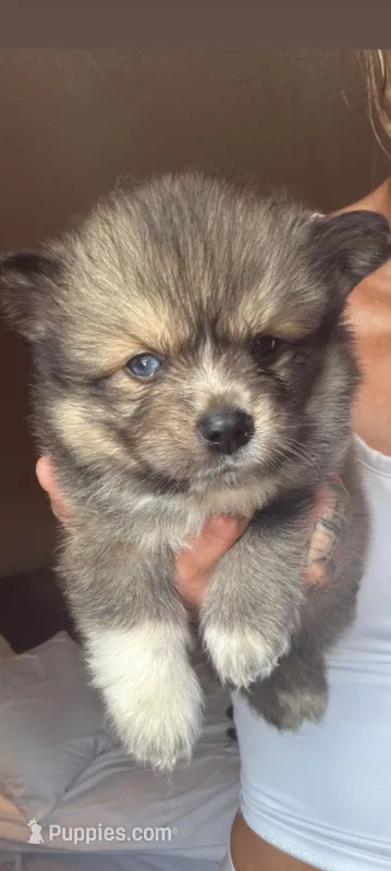 Maverick – Pomsky puppy for sale in Imlay City, MI
