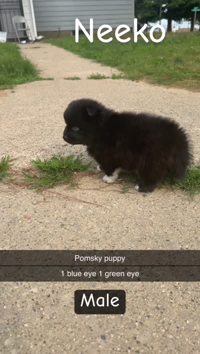 Neeko, a male Pomsky for sale in Imlay City, MI – 3 of 6