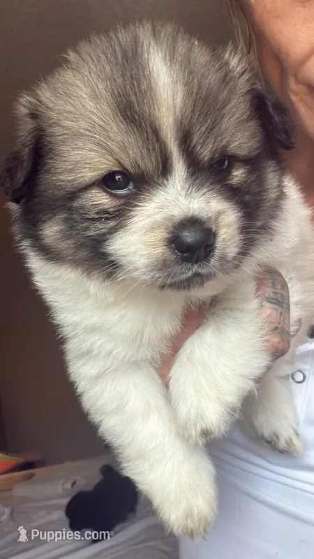 Milo – Pomsky puppy for sale in Warren, MI