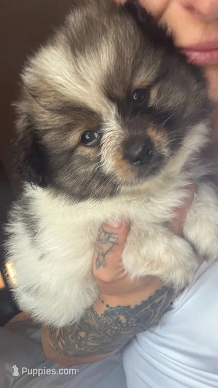 Fluffy – Pomsky puppy for sale in Warren, MI