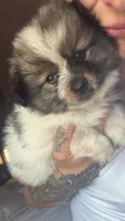 Fluffy, a female Pomsky for sale in Warren, MI – 1 of 2