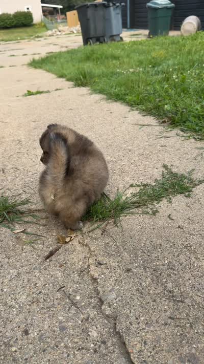 Maverick, a male Pomsky for sale in Imlay City, MI – 3 of 5