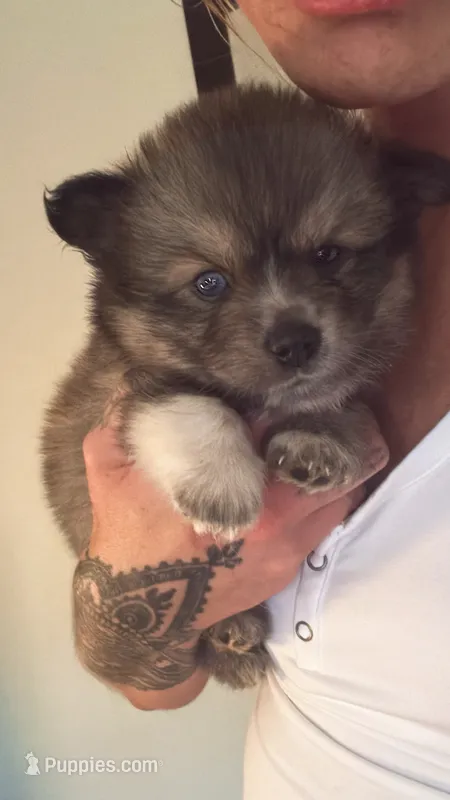 Maverick – Pomsky puppy for sale in Warren, MI