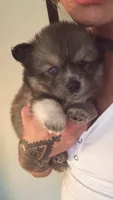 Maverick, a male Pomsky for sale in Warren, MI – 1 of 2