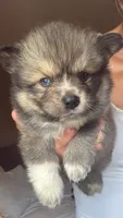 Maverick, a male Pomsky for sale in Warren, MI – 2 of 2