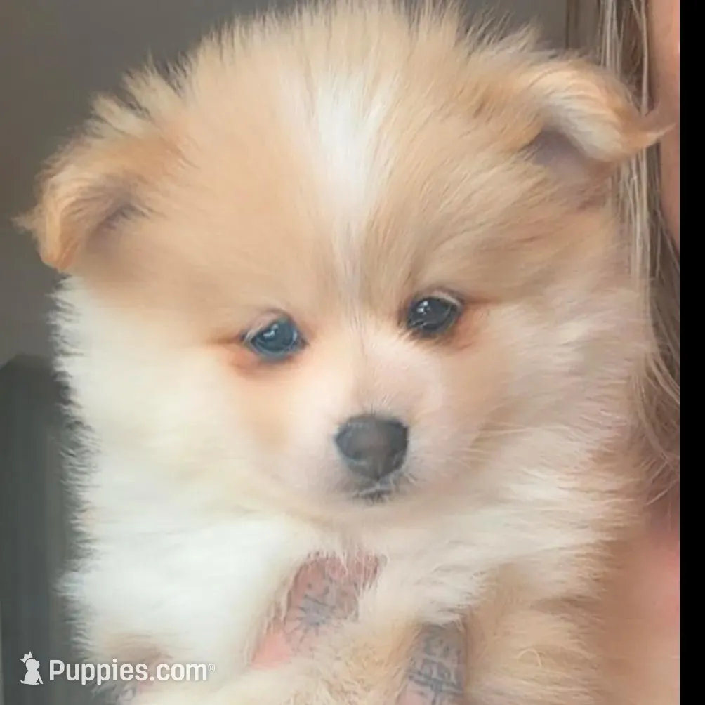 Blonde Boy AKA Blondie