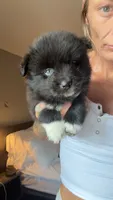 Neeko, a male Pomsky for sale in Warren, MI – 2 of 2
