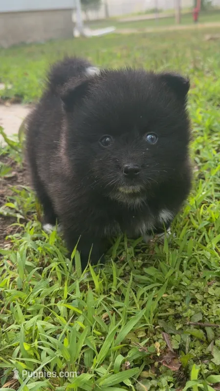 Neeko – Pomsky puppy for sale in Imlay City, MI
