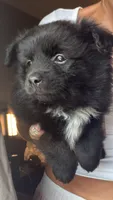 Onyx, a male Pomsky for sale in Warren, MI – 1 of 2